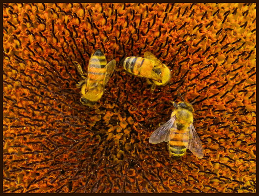 536621 (a): :1647x1247